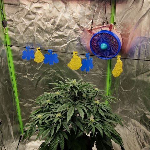 Blue Monkey ExoticSeeds 3x growlog timeline photo