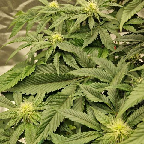 Blue Monkey ExoticSeeds 3x growlog timeline photo