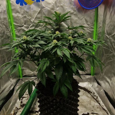 Blue Monkey ExoticSeeds 3x growlog timeline photo
