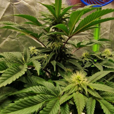 Blue Monkey ExoticSeeds 3x growlog timeline photo