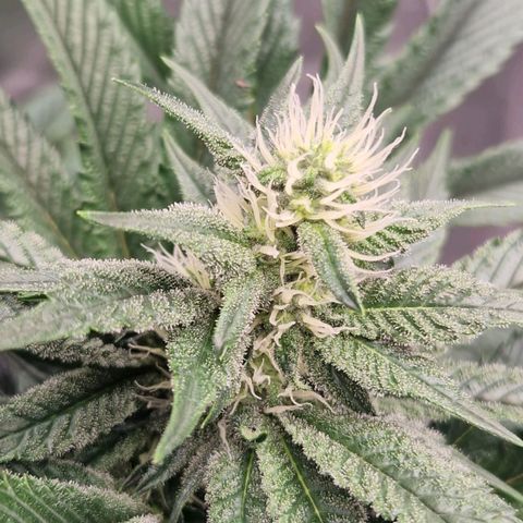 Blue Monkey ExoticSeeds 3x growlog timeline photo