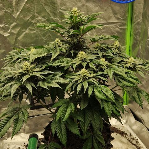 Blue Monkey ExoticSeeds 3x growlog timeline photo