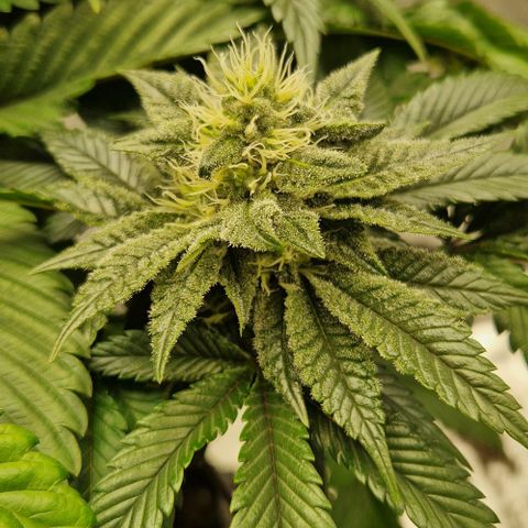 Blue Monkey ExoticSeeds 3x growlog timeline photo