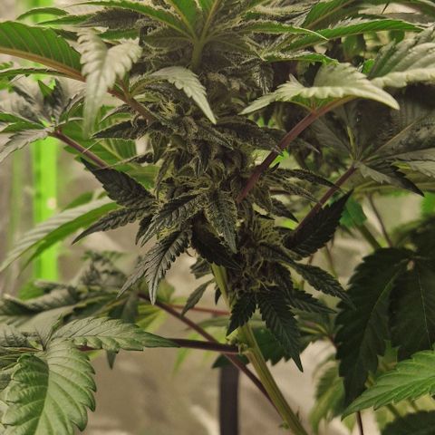 Blue Monkey ExoticSeeds 3x growlog timeline photo