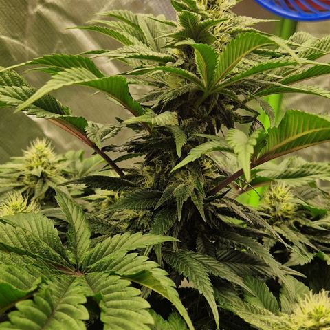 Blue Monkey ExoticSeeds 3x growlog timeline photo