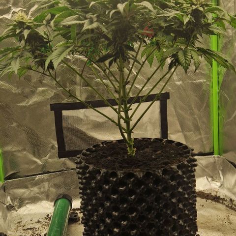 Blue Monkey ExoticSeeds 3x growlog timeline photo