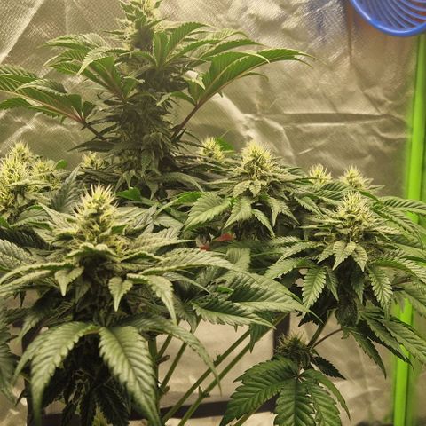 Blue Monkey ExoticSeeds 3x growlog timeline photo