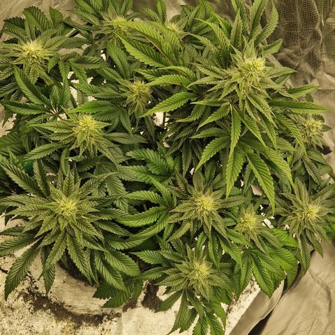 Blue Monkey ExoticSeeds 3x growlog timeline photo