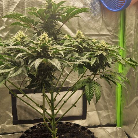 Blue Monkey ExoticSeeds 3x growlog timeline photo