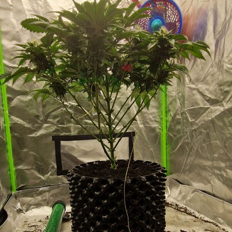 Blue Monkey ExoticSeeds 3x growlog timeline photo