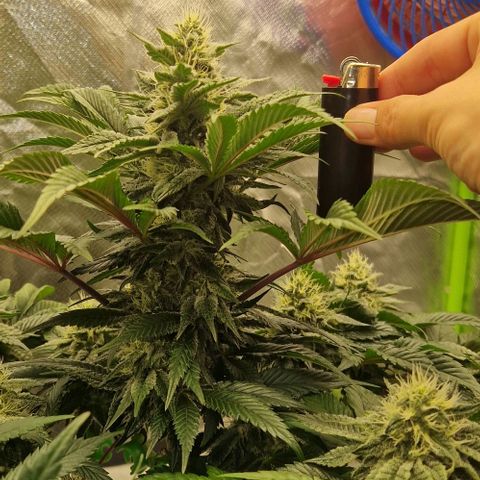 Blue Monkey ExoticSeeds 3x growlog timeline photo