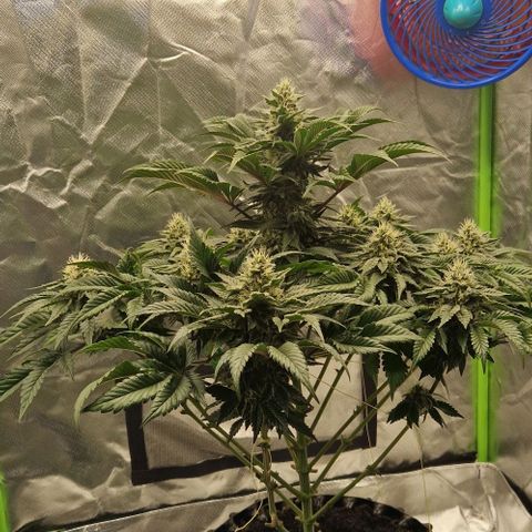 Blue Monkey ExoticSeeds 3x growlog timeline photo