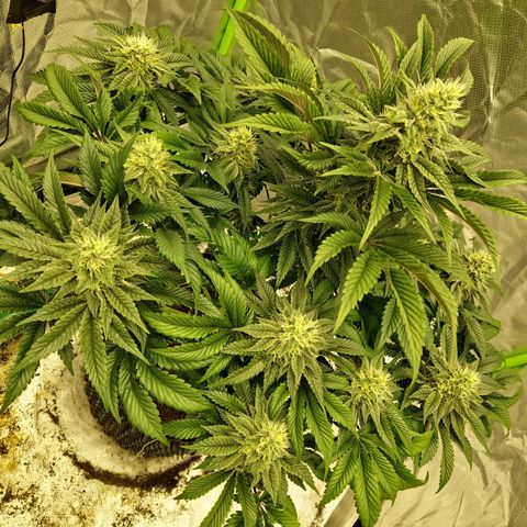 Blue Monkey ExoticSeeds 3x growlog timeline photo