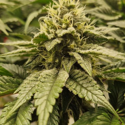 Blue Monkey ExoticSeeds 3x growlog timeline photo