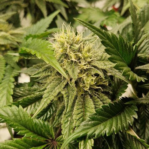 Blue Monkey ExoticSeeds 3x growlog timeline photo
