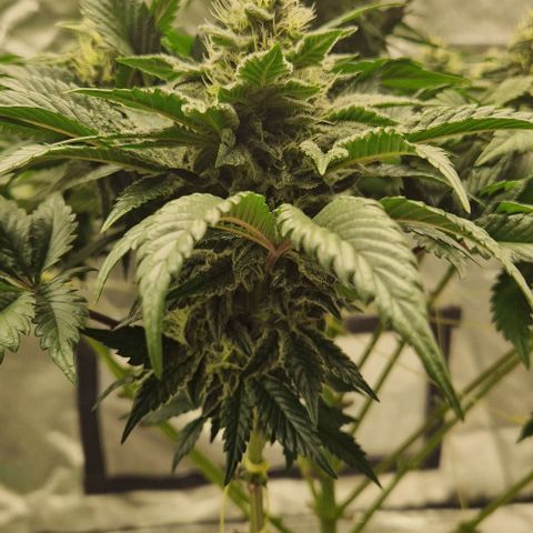 Blue Monkey ExoticSeeds 3x growlog timeline photo