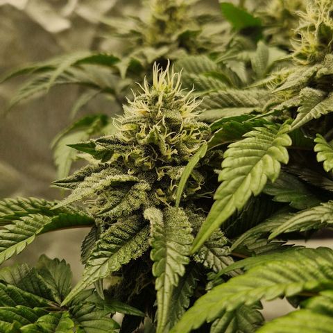 Blue Monkey ExoticSeeds 3x growlog timeline photo