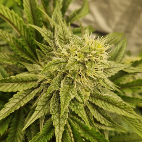 Blue Monkey ExoticSeeds 3x growlog timeline photo