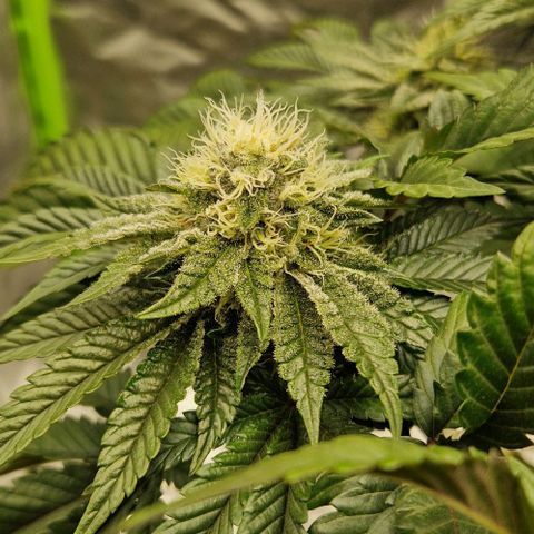 Blue Monkey ExoticSeeds 3x growlog timeline photo