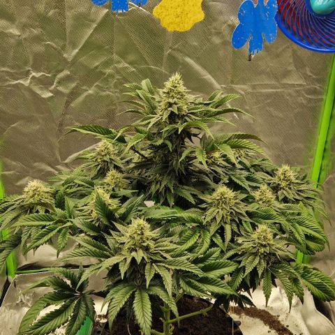 Blue Monkey ExoticSeeds 3x growlog timeline photo