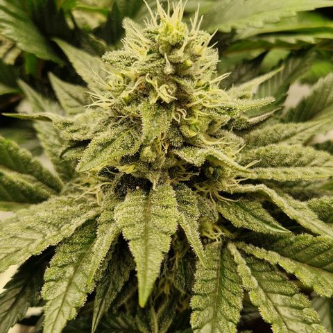 Blue Monkey ExoticSeeds 3x growlog timeline photo