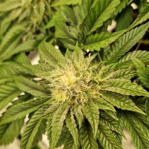 Blue Monkey ExoticSeeds 3x growlog timeline photo