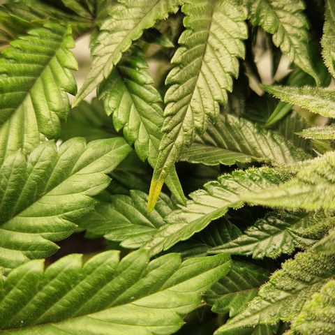 Blue Monkey ExoticSeeds 3x growlog photo: 🤔