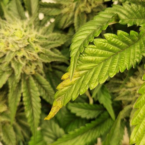 Blue Monkey ExoticSeeds 3x growlog photo: 🤔