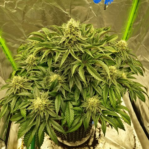 Blue Monkey ExoticSeeds 3x growlog timeline photo