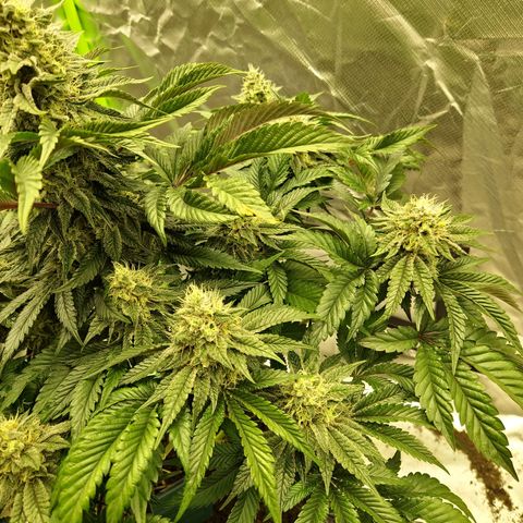 Blue Monkey ExoticSeeds 3x growlog timeline photo