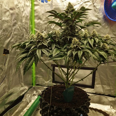 Blue Monkey ExoticSeeds 3x growlog timeline photo