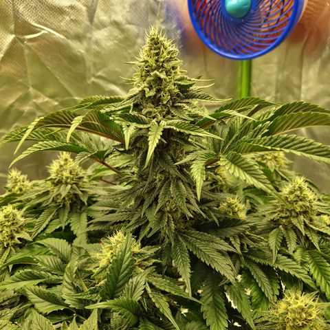 Blue Monkey ExoticSeeds 3x growlog timeline photo