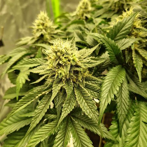 Blue Monkey ExoticSeeds 3x growlog timeline photo