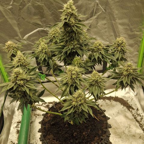 Blue Monkey ExoticSeeds 3x growlog timeline photo