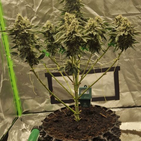 Blue Monkey ExoticSeeds 3x growlog timeline photo