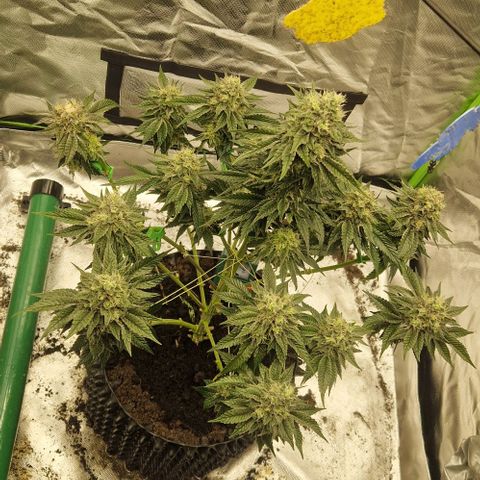 Blue Monkey ExoticSeeds 3x growlog timeline photo