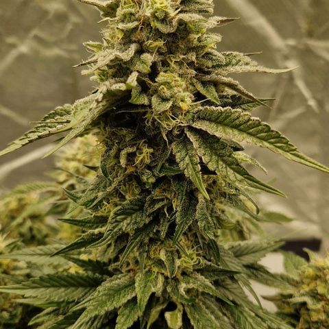 Blue Monkey ExoticSeeds 3x growlog timeline photo