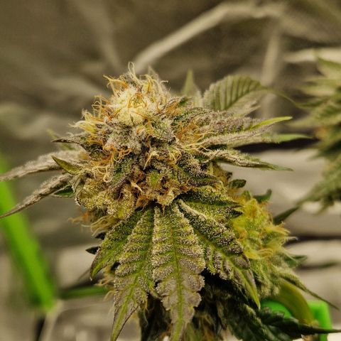 Blue Monkey ExoticSeeds 3x growlog timeline photo