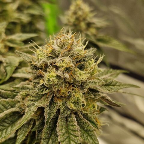 Blue Monkey ExoticSeeds 3x growlog timeline photo