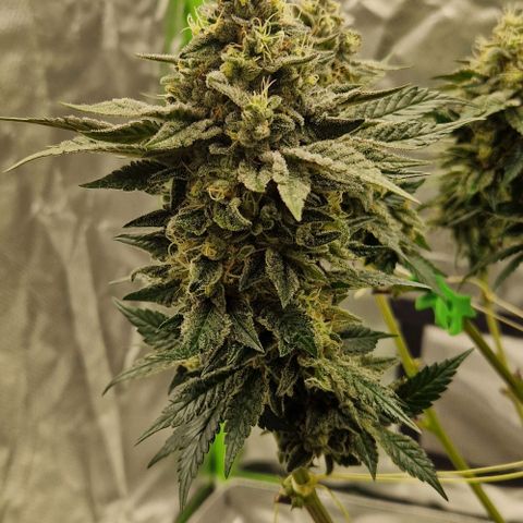 Blue Monkey ExoticSeeds 3x growlog timeline photo