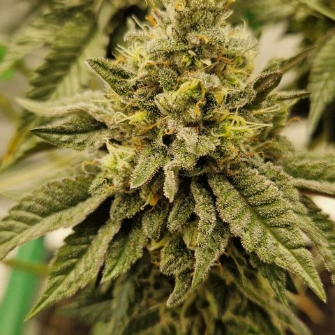 Blue Monkey ExoticSeeds 3x growlog timeline photo