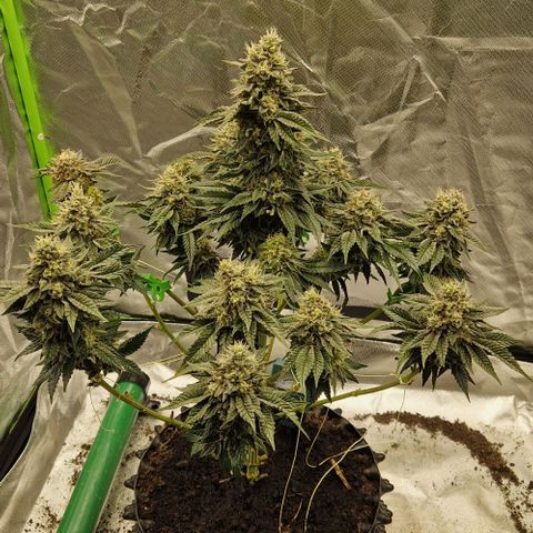 Blue Monkey ExoticSeeds 3x growlog timeline photo