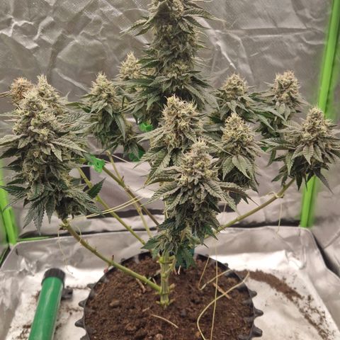 Blue Monkey ExoticSeeds 3x growlog timeline photo