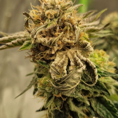 Blue Monkey ExoticSeeds 3x growlog photo: Botrytis ... befallene stelle großzügig entfernt. Hoffe das die letzte Woche nicht mehr auftritt