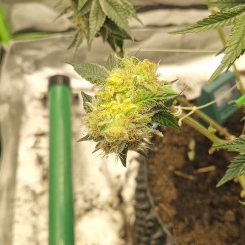 Blue Monkey ExoticSeeds 3x growlog photo: Botrytis ... befallene stelle großzügig entfernt. Hoffe das die letzte Woche nicht mehr auftritt