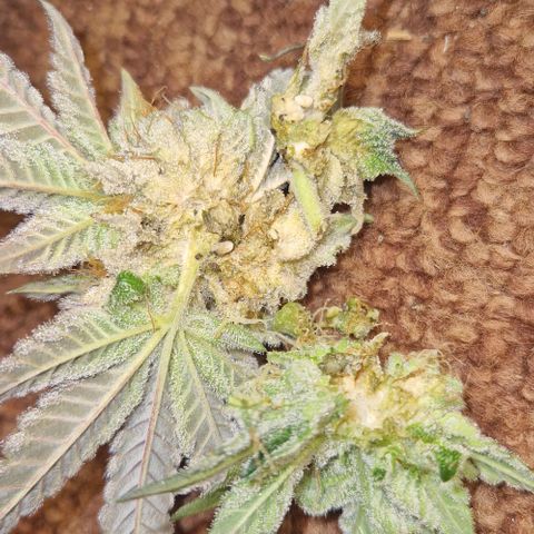 Blue Monkey ExoticSeeds 3x growlog photo: Botrytis ... befallene stelle großzügig entfernt. Hoffe das die letzte Woche nicht mehr auftritt