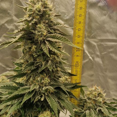 Blue Monkey ExoticSeeds 3x growlog timeline photo