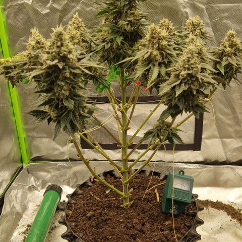 Blue Monkey ExoticSeeds 3x growlog timeline photo