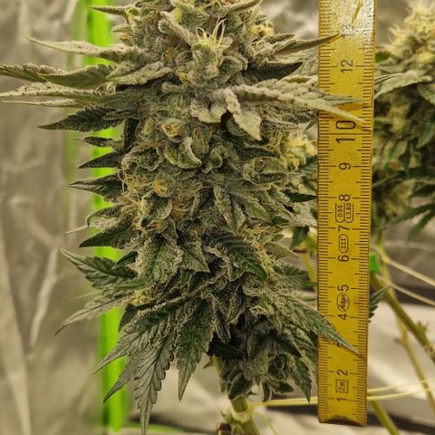 Blue Monkey ExoticSeeds 3x growlog timeline photo