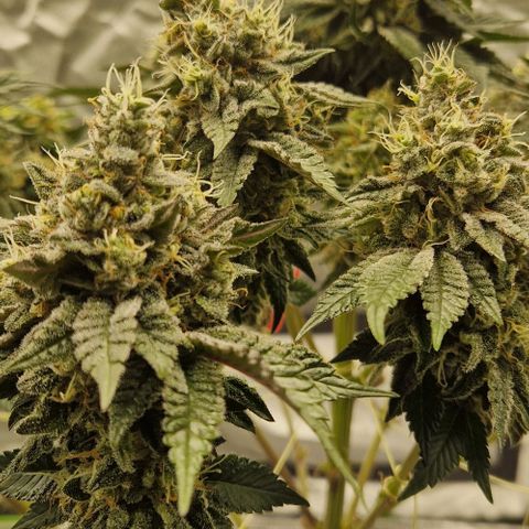 Blue Monkey ExoticSeeds 3x growlog timeline photo
